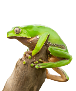 Kambo