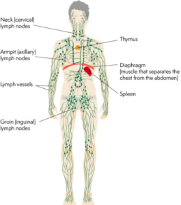 Illustration of lymphatic system